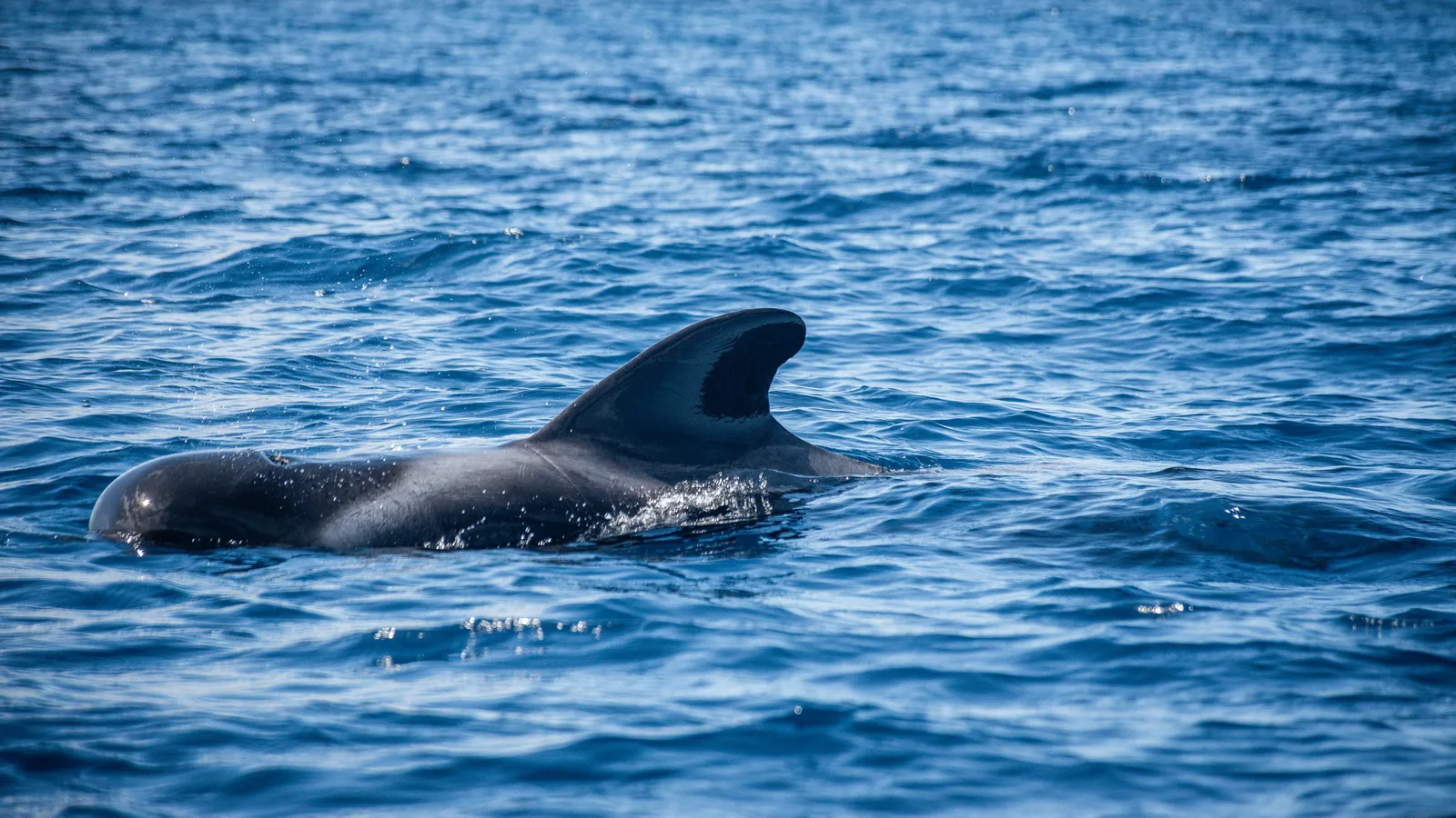 Globicefalo (balena pilota) che emerge nell'oceano al largo di Tenerife durante un'escursione di whale watching