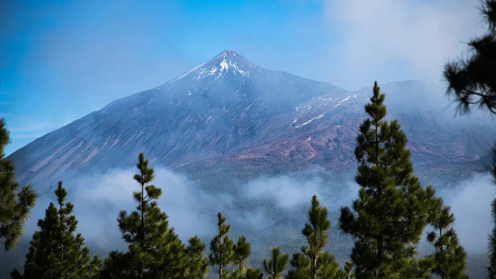 El pico nevado del Teide sobre un mar de nubes, con pinos canarios en primer plano, Parque Nacional del Teide, Tenerife