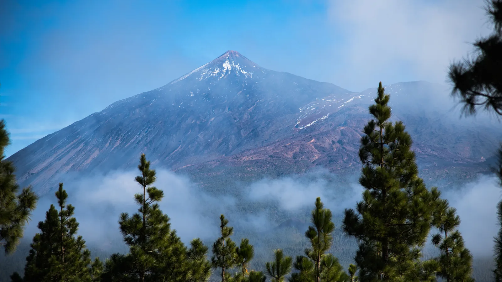 El pico nevado del Teide sobre un mar de nubes, con pinos canarios en primer plano, Parque Nacional del Teide, Tenerife