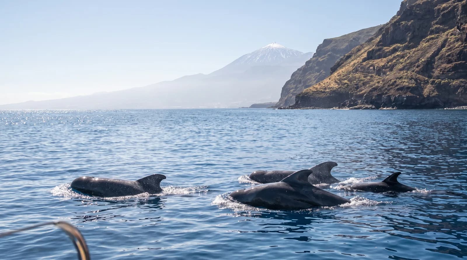 Un grupo de calderones aflora junto a la proa de un barco frente a la costa suroeste de Tenerife, con el Teide de fondo